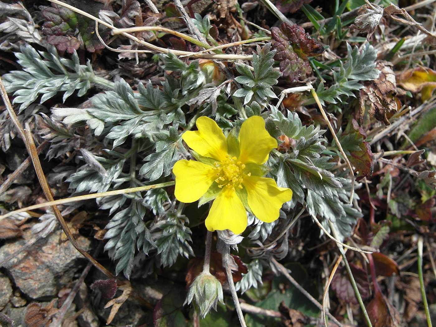 Изображение особи Potentilla pamiroalaica.