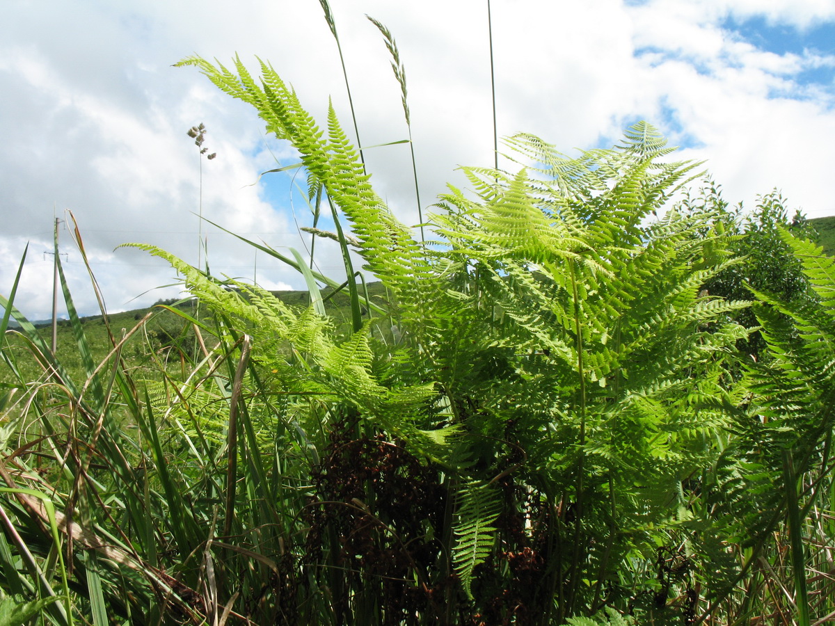 Image of Athyrium filix-femina specimen.