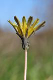 Taraxacum perenne. Верхушка побега с соцветием. Крым, Севастополь, Байдарская долина, окр. с. Тыловое, луг, возле ручья. 03.11.2024.