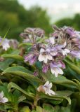 Pennellianthus frutescens