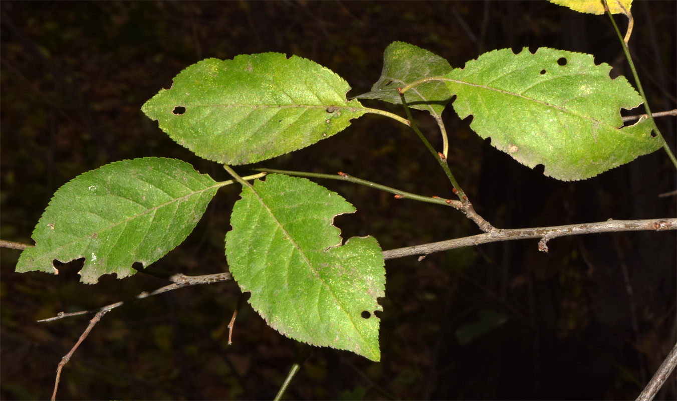 Image of Prunus cerasifera specimen.