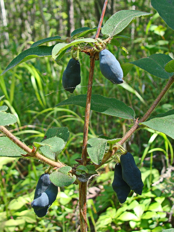 Image of Lonicera edulis specimen.