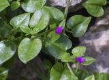 Aptenia cordifolia. Часть веточки с цветками. Испания, автономное сообщество Каталония, провинция Жирона, комарка Баш Эмпорда, муниципалитет Калонже, пос. Сант-Антони-де-Калонже, крутой приморский склон. 08.12.2024.