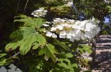 Hydrangea quercifolia. Верхушка побега с соцветием. Испания, автономное сообщество Каталония, провинция Жирона, комарка Баш-Эмпорда, муниципалитет Палафружель, ботанический сад \"Кап-Роч\". 04.06.2023.