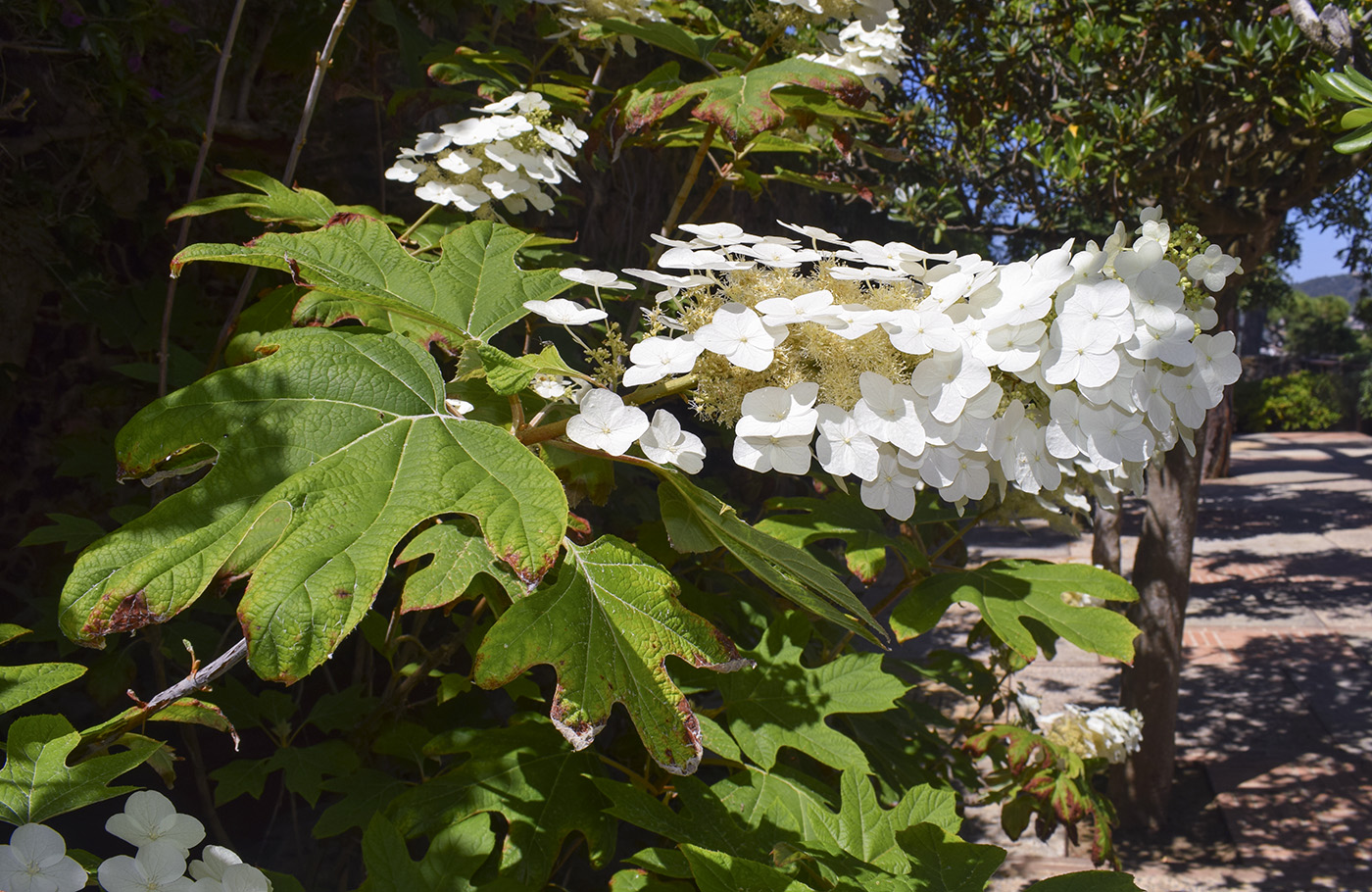 Image of Hydrangea quercifolia specimen.