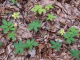 Cardamine quinquefolia. Вегетирующие растения. Крым, городской округ Алушта, окр. Ангарского перевала, буковый лес. 27.05.2024.