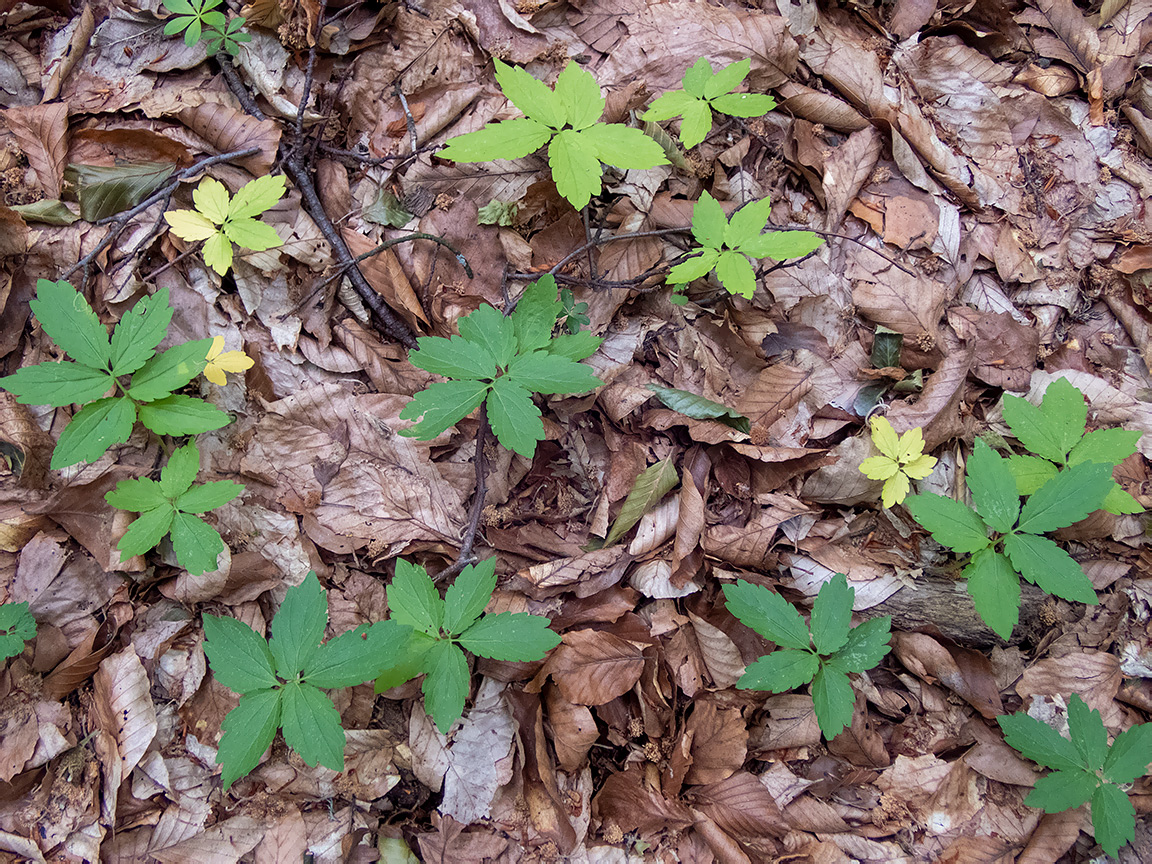 Изображение особи Cardamine quinquefolia.