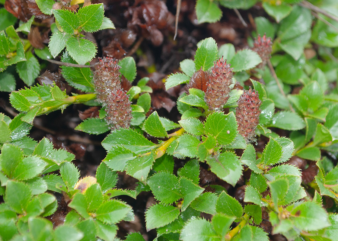 Изображение особи Salix kamtschatica.