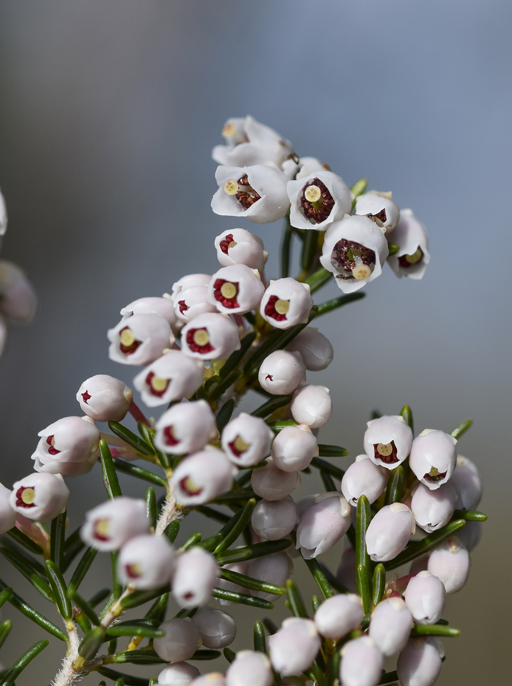 Image of Erica arborea specimen.