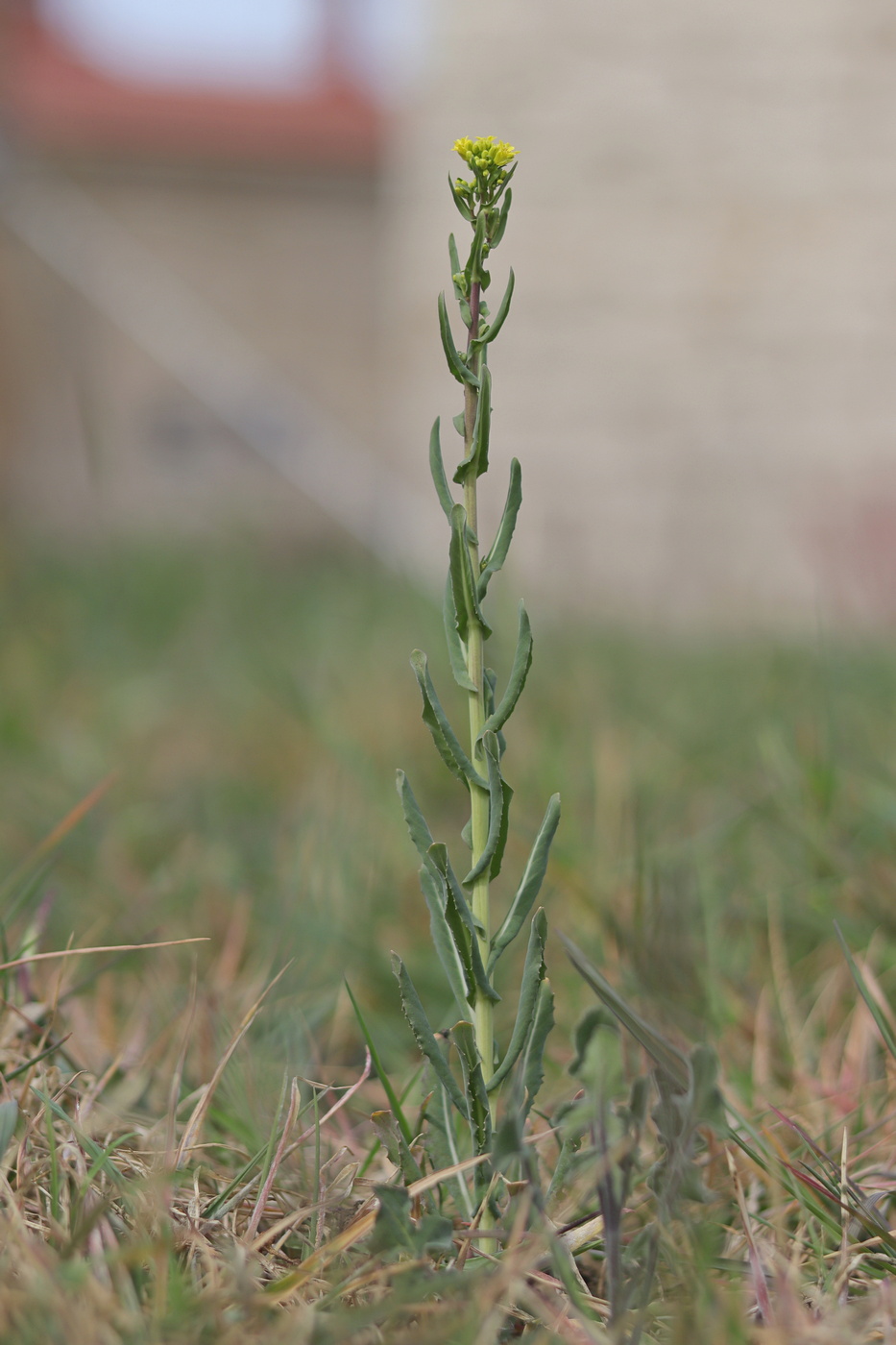 Изображение особи Myagrum perfoliatum.