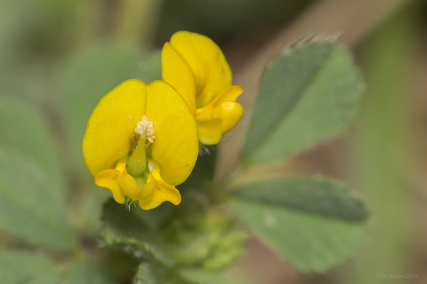 Image of genus Medicago specimen.