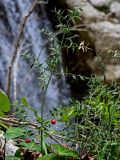 Ruscus aculeatus