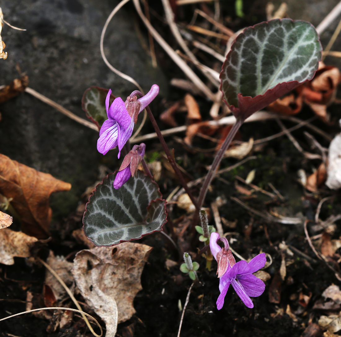Изображение особи Viola variegata.