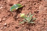 Смотреть изображение Sterigmostemum caspicum