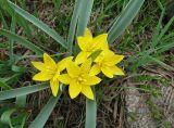 View full-size image Tulipa dasystemonoides