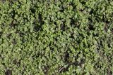 View full-size image Marchantia polymorpha