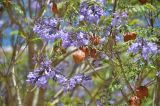 View full-size image Jacaranda mimosifolia