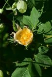 View full-size image genus Rosa