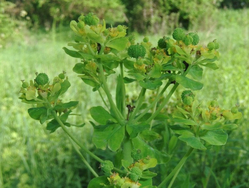 Изображение особи Euphorbia iberica.