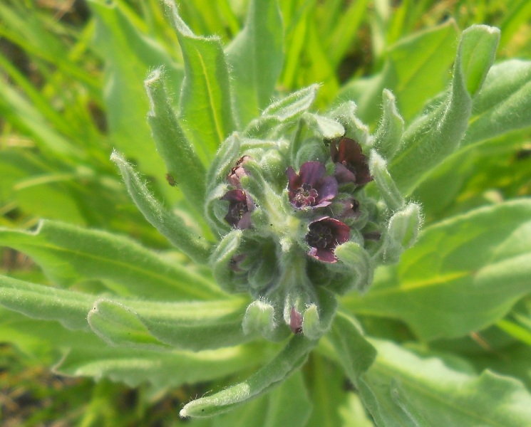 Image of Cynoglossum officinale specimen.