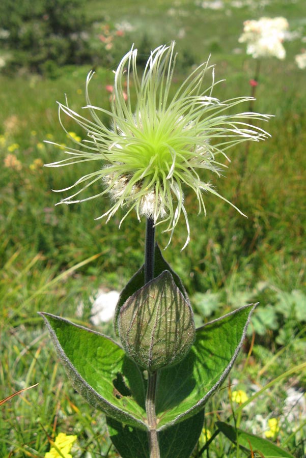 Image of Clematis integrifolia specimen.