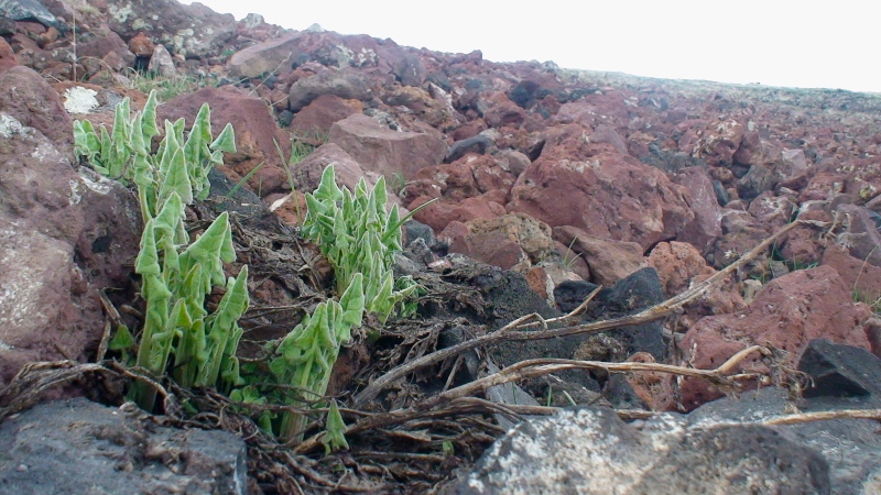 Изображение особи Senecio taraxacifolius.