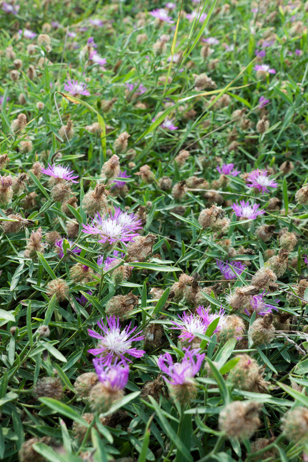 Изображение особи Centaurea trichocephala.