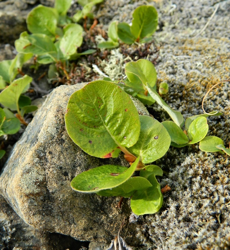 Image of Salix nummularia specimen.