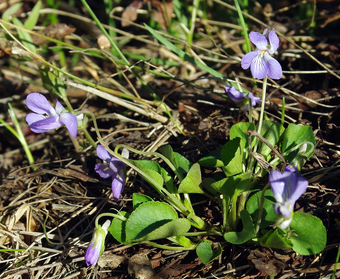 Image of Viola rupestris specimen.