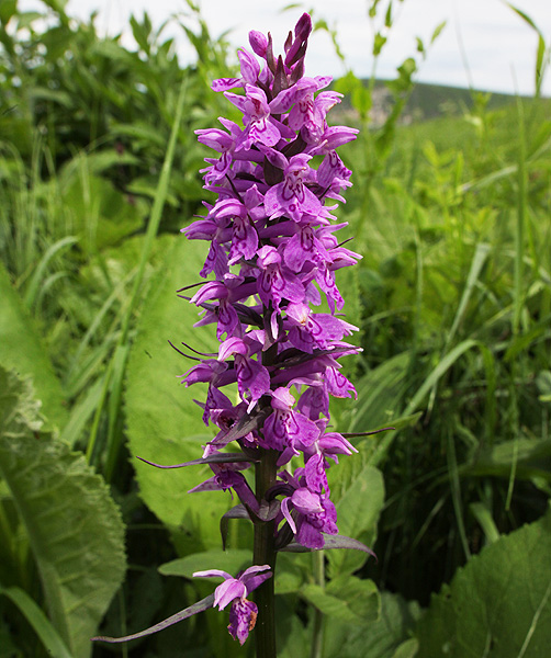 Изображение особи Dactylorhiza urvilleana.