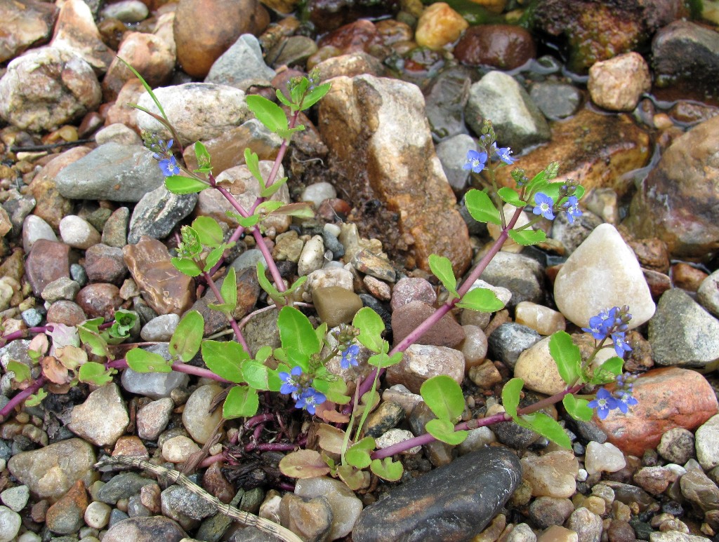 Image of Veronica beccabunga specimen.