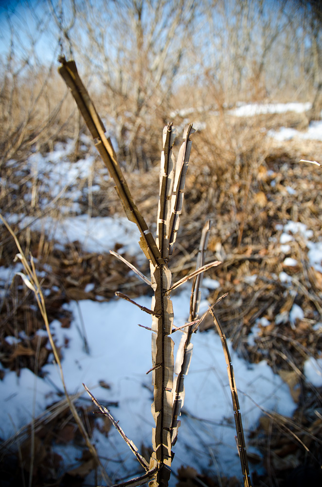 Image of Euonymus sacrosanctus specimen.