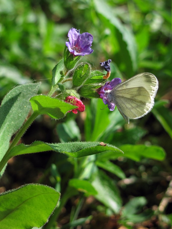 Image of Pulmonaria obscura specimen.