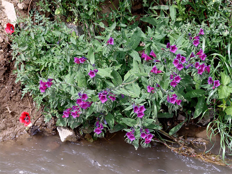 Image of Echium amoenum specimen.