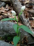 Cephalanthera damasonium. Цветущее растение. Крым, окр. с. Соколиное, лиственный лес. 23 мая 2012 г.