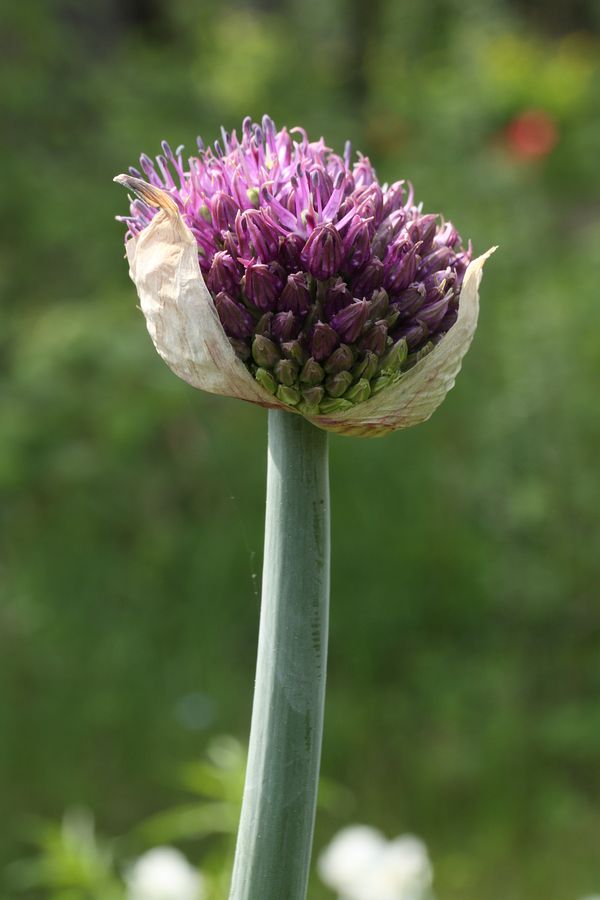 Image of Allium stipitatum specimen.