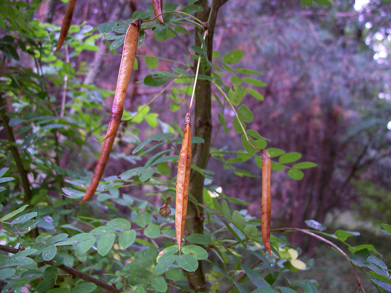 Image of Caragana arborescens specimen.