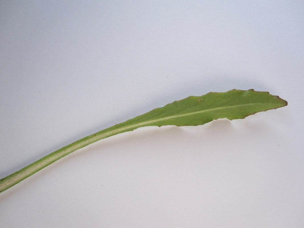 Image of Campanula sibirica specimen.