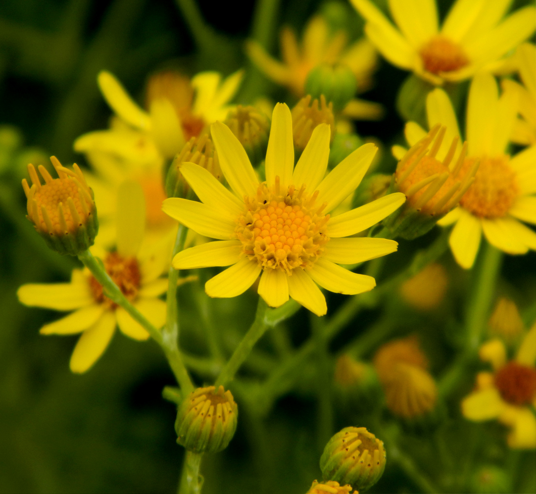 Image of Senecio jacobaea specimen.