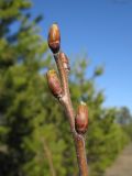 Padus virginiana × P. avium