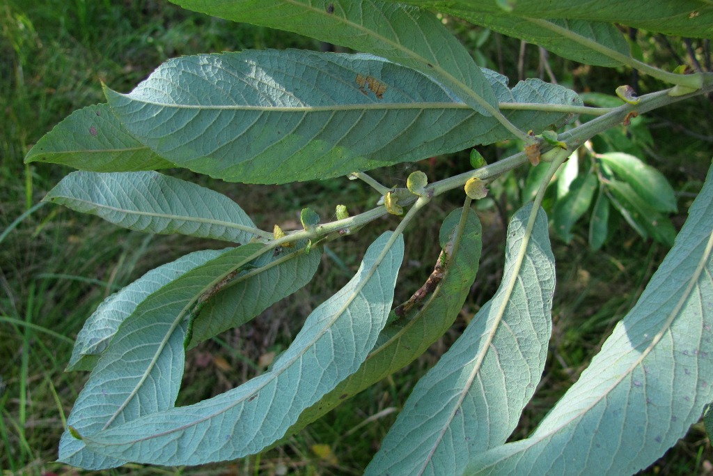 Image of Salix cinerea specimen.