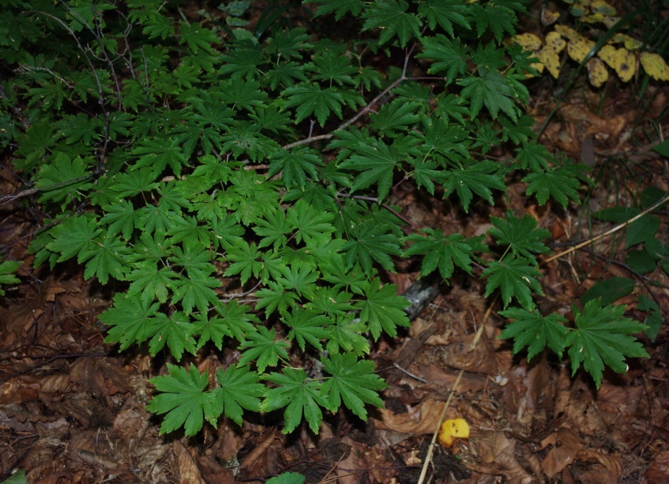 Изображение особи Acer pseudosieboldianum.