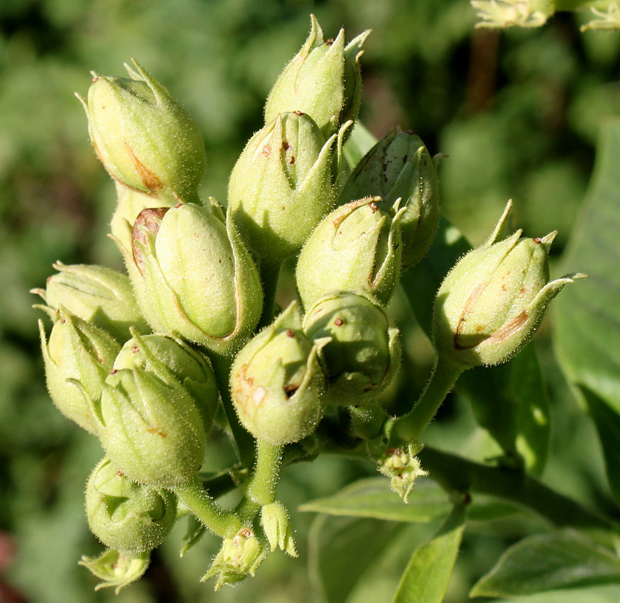 Image of Nicotiana tabacum specimen.