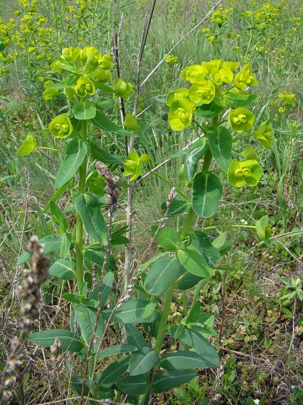 Изображение особи Euphorbia iberica.