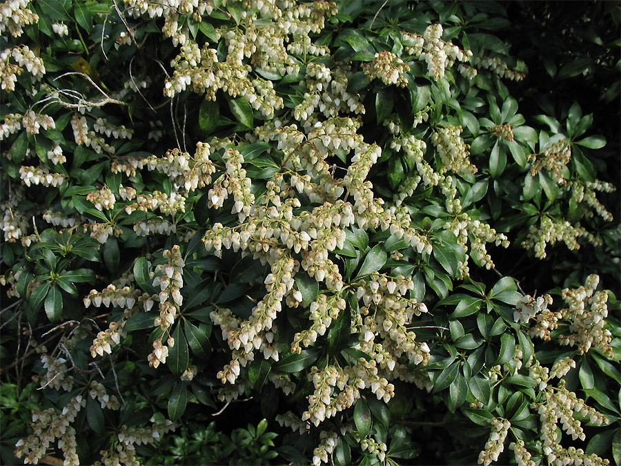 Image of Pieris japonica specimen.