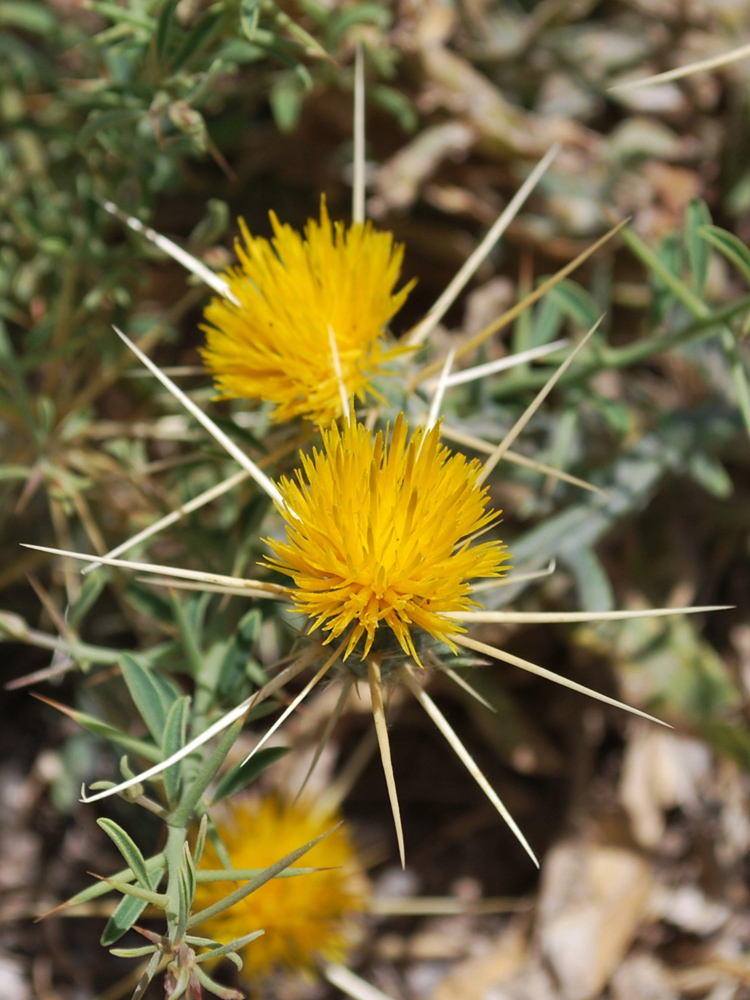 Image of Centaurea solstitialis specimen.