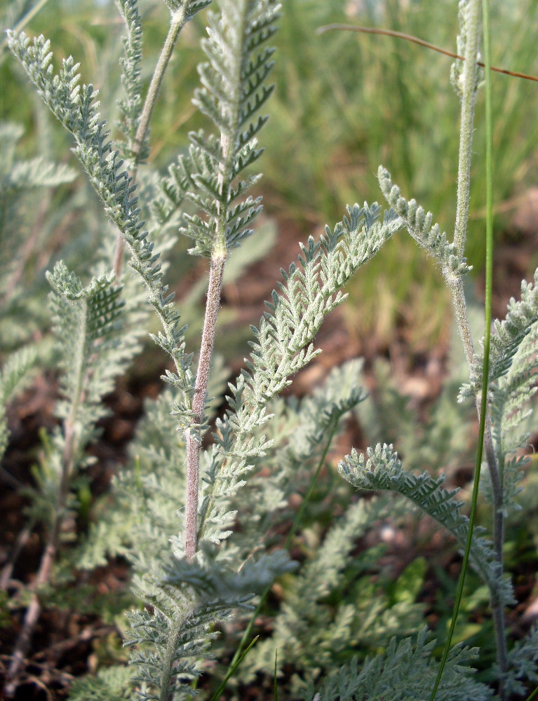 Изображение особи Tanacetum odessanum.