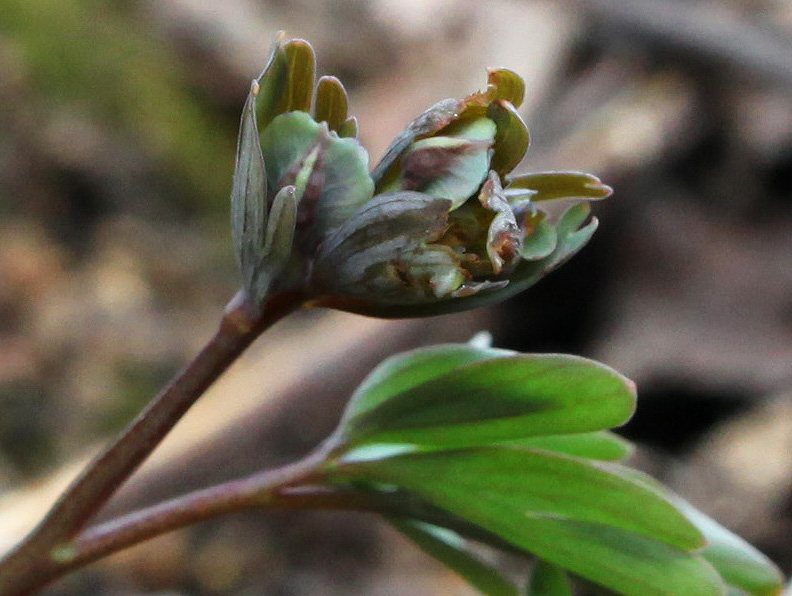 Image of Corydalis solida specimen.