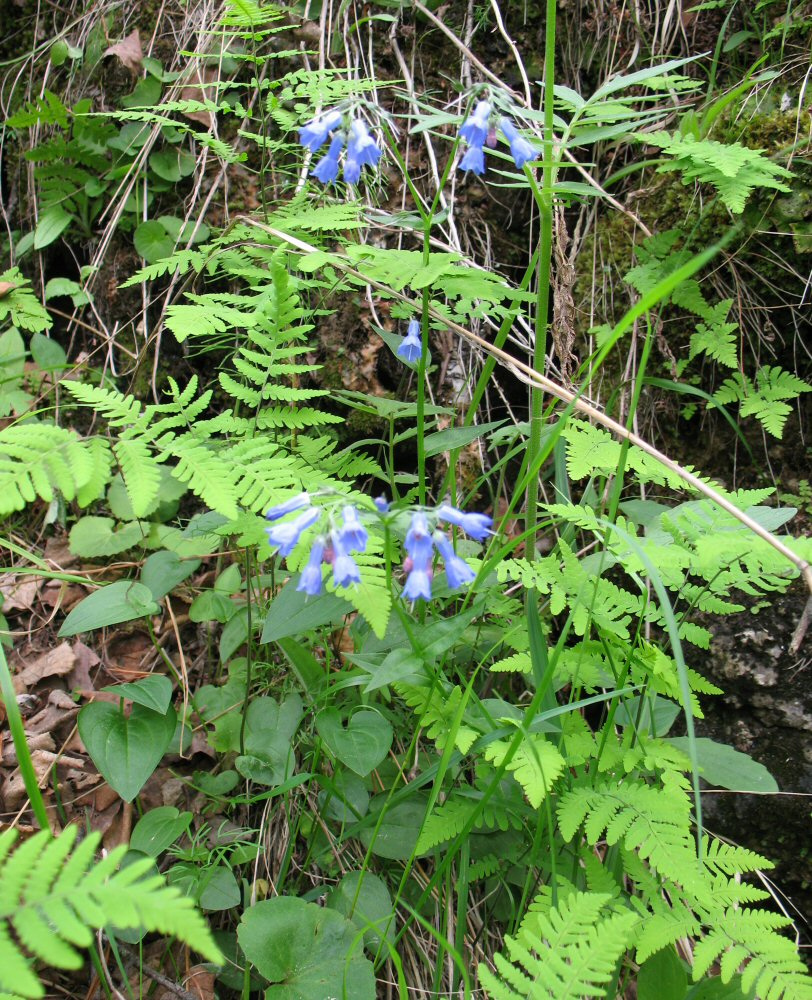 Изображение особи Mertensia stylosa.