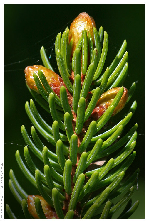 Image of Picea glehnii specimen.